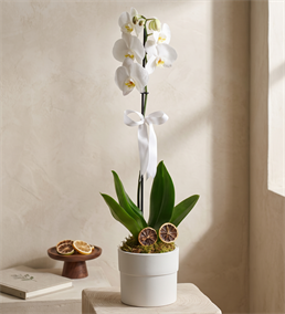 Phalaenopsis Tek Dal Orkide Çiçeği